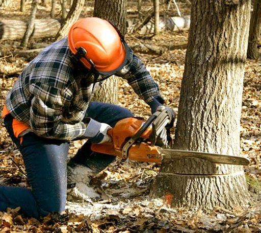 Tree Removal in Arlington, IN